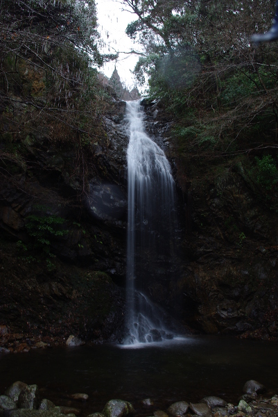 白藤の滝の主写真 IMGP4312.JPG
