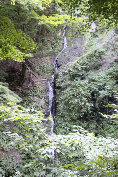糸滝の主写真 IMG_4685.JPG