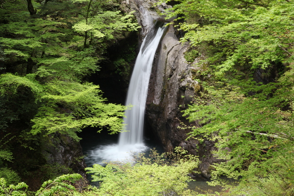 大釜の滝の主写真 IMG_1671.JPG