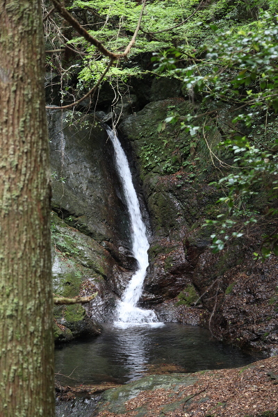 もみじ滝の主写真 IMG_1713.JPG