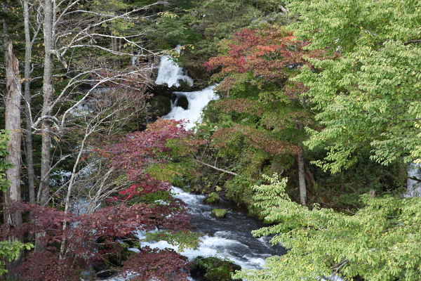 滝見橋の滝の主写真 IMG_3990.JPG