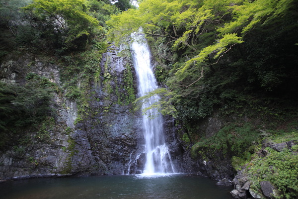 箕面滝の主写真 IMG_1514.JPG