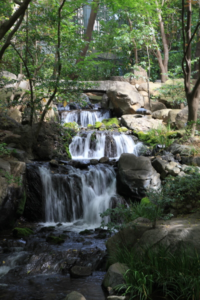 八芳園の滝の主写真 IMG_4158.JPG