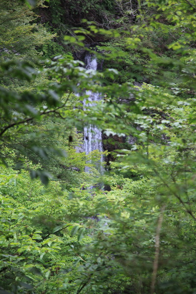 幻の滝の主写真 IMG_0147.JPG